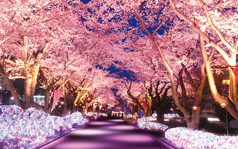 夜桜ジュエルミイメージ
