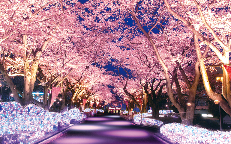 桜並木