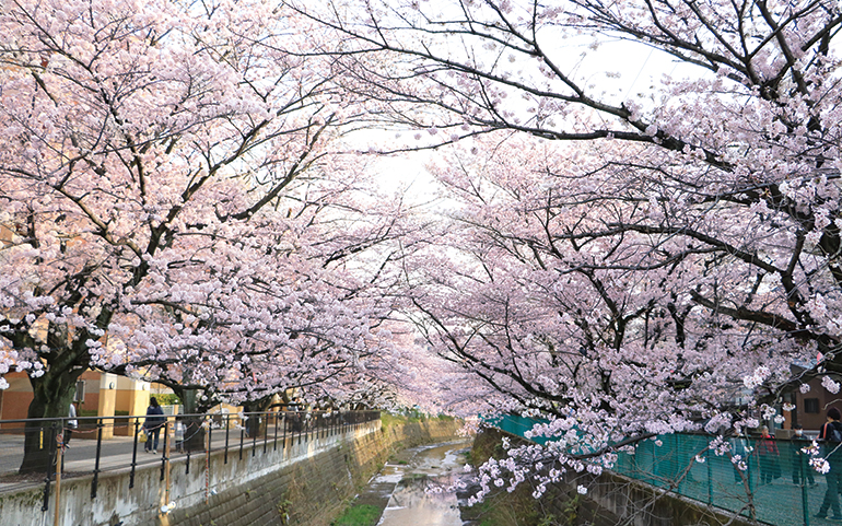 桜並木