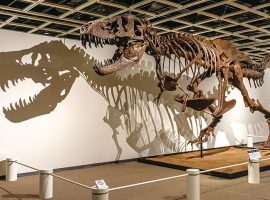 全長12m にも及ぶティラノサウルス「STAN」の全身骨格や、世界で最も保存状態が良いとされるトリケラトプス「レイモンド」の半身骨格も展示。
