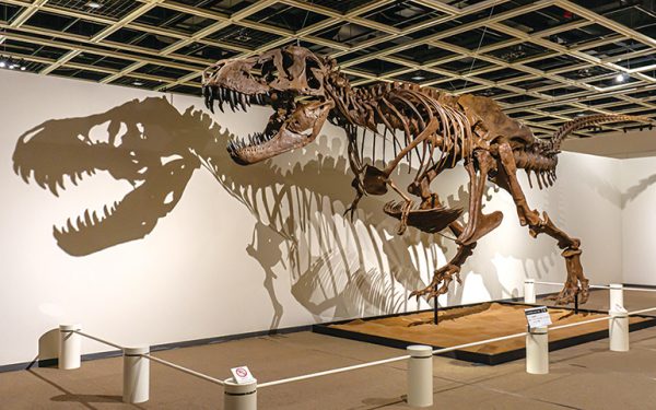ティラノサウルス「STAN」の全身骨格