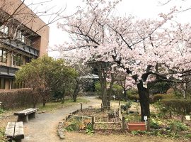 改修前の中庭の様子。2月下旬には早咲きの玉縄桜（たまなわざくら）、3月初旬には梅や河津桜が見頃を迎えます