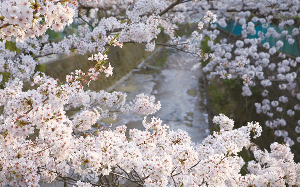 麻生川の桜イメージ
