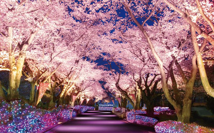 夜桜とジュエルミネーションが一度に楽しめる、園内の一押しスポット「サクラ・プロムナード」。低木は宝石色のイルミネーションで飾り付けられ、桜の木は薄いピンク色のライトアップで演出されます