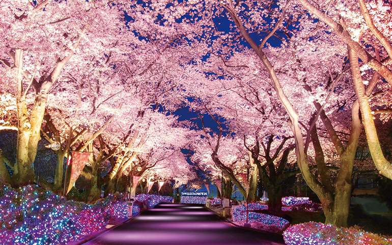 夜桜とジュエルミネーションイメージ