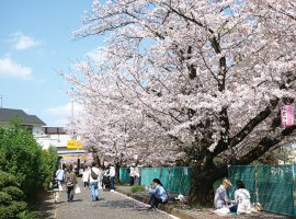 桜並木沿いに腰掛けたり散歩をしたりしながら、散り始めた桜を愛でる人々。鳴子踊りチーム「輝楽（きら）」によるパレードも行われました。