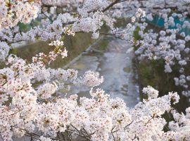 麻生区民の癒しスポットへ春の風物詩「麻生川桜まつり」開催
