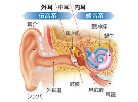 耳は大きく「外耳」、「中耳」、「内耳」の3つに部分に分かれる