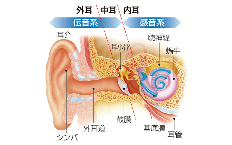 耳イメージ