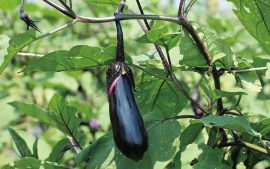 夏野菜の収穫体験では、農業者に教わってキュウリまたはナスを収穫する（写真はイメージ）
