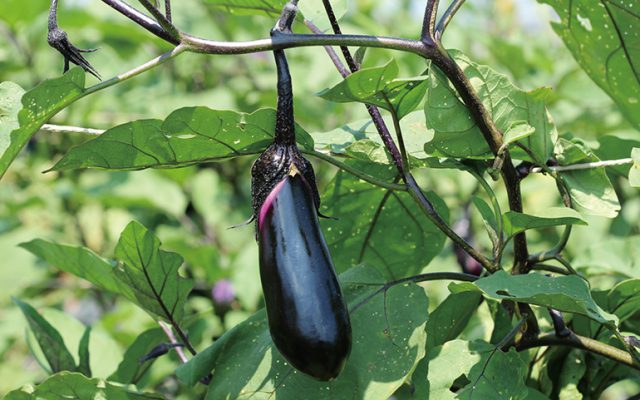 夏野菜の収穫体験では、農業者に教わってキュウリまたはナスを収穫する（写真はイメージ）