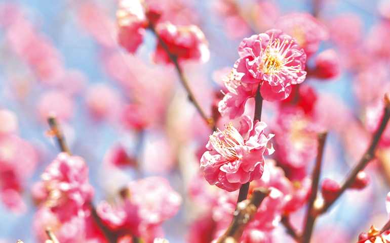 園内に咲き誇る梅の花イメージ