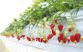 店頭では巡り合えない「いちご」を味わう元木いちご農園のいちご狩りといちご販売