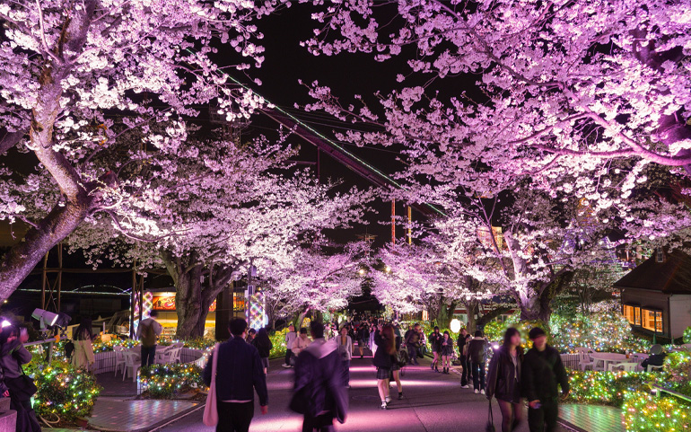 よみうりランド遊園地 夜桜ジュエルミネーション