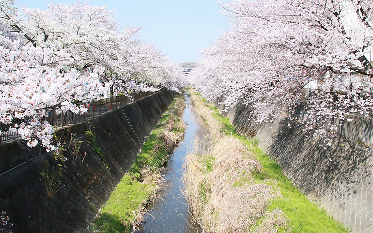 三沢川の桜