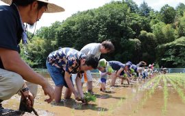 昨年の田植えの様子。みんなで協力して手で苗を植え、秋の収穫時期を楽しみにして待ちます