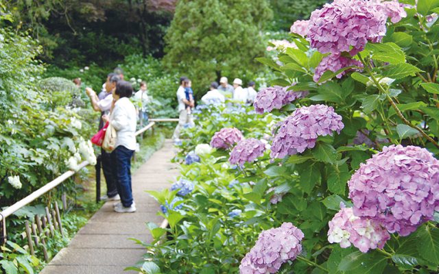 境内一面があじさいで色鮮やかに染まる(写真は過去の様子)